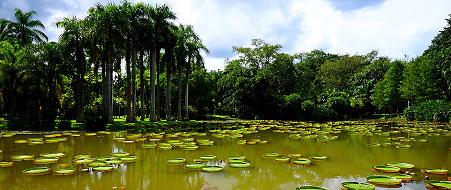 热带植物园.jpg